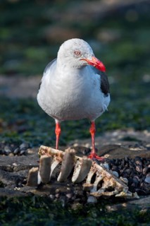 Red-billed Gull