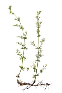 Lady's bedstraw