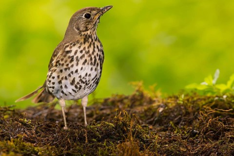 Song thrush
