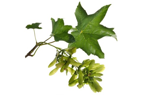 Maple leaf with fruiting