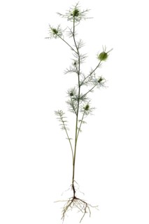 Love-in-a-mist