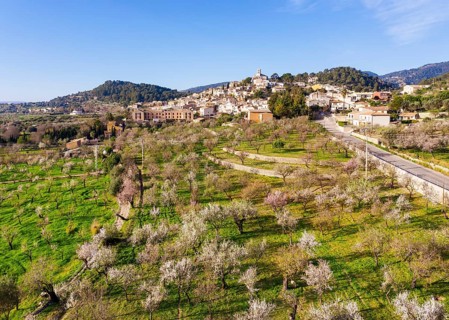 Almond blossom