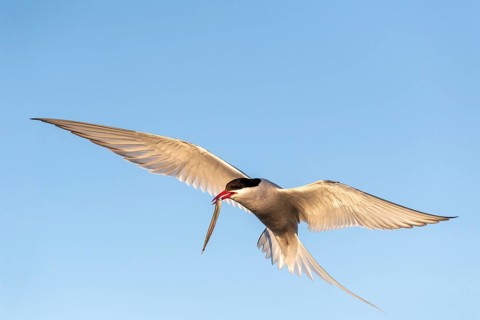 Arctic tern
