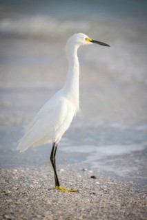 Little egret