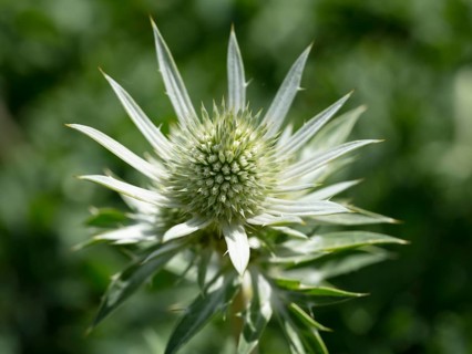 Mediterranean sea holly