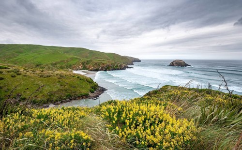Yellow lupins