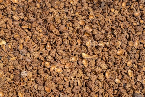 Biogranulate from peach seeds