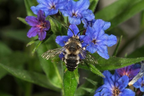 Melecta albifrons