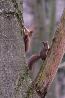 Eurasian red squirrel