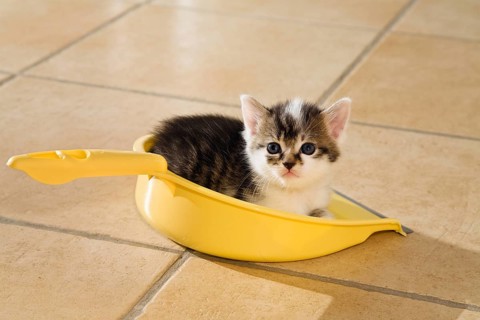 Young cat