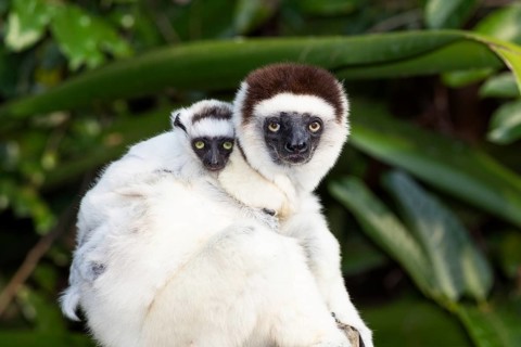 Verreaux's sifaka