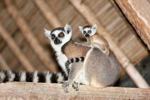 Ring-tailed lemur