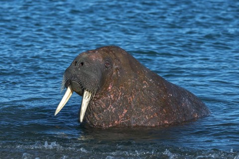 Walrus
