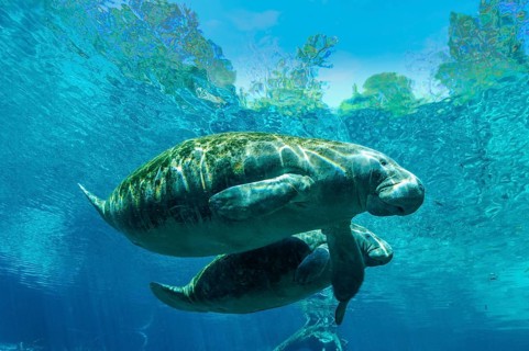 Manatee