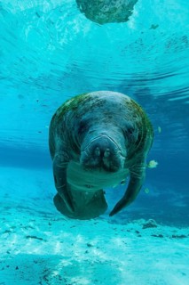 Manatee