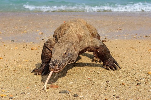 Komodo dragon