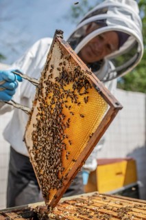 Beekeeper with protective suit controls honeyBees