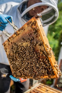 Beekeeper with protective suit checks his honeyBees