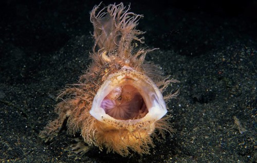 Shaggy frogfish