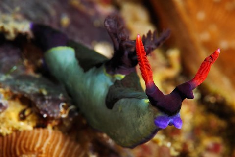 Chamberlain's neon star snail