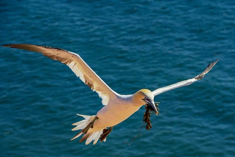 Northern gannet