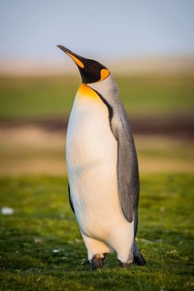 King penguin