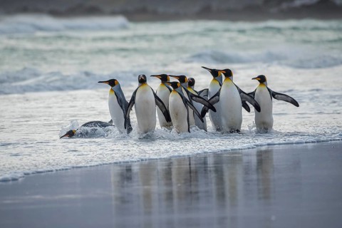 King penguins