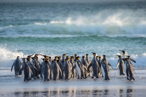 King penguins
