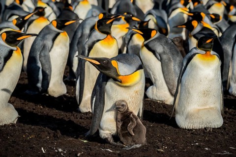 King penguin