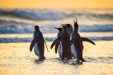 King penguins