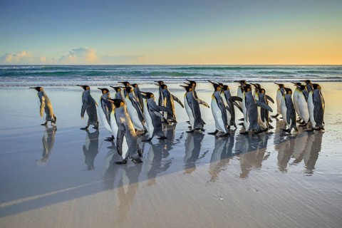 King penguins