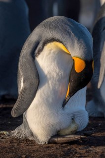 King penguin