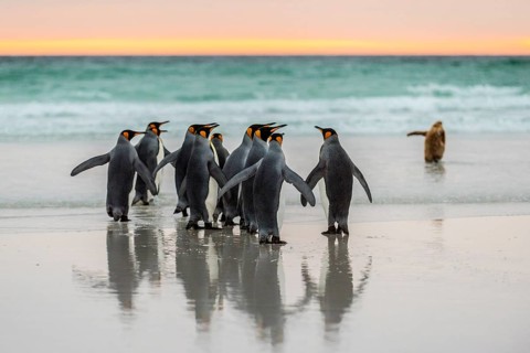 King penguins