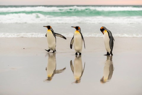 King penguins