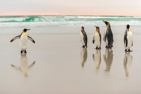 King penguins