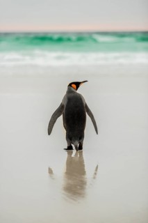 King penguin
