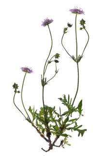 Field scabious