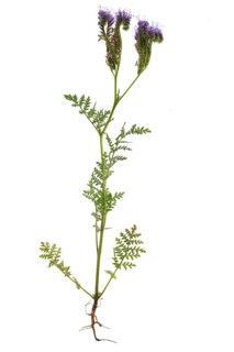 Lacy Phacelia