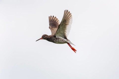 Common redshank