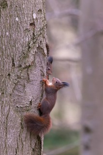 Eurasian red squirrel