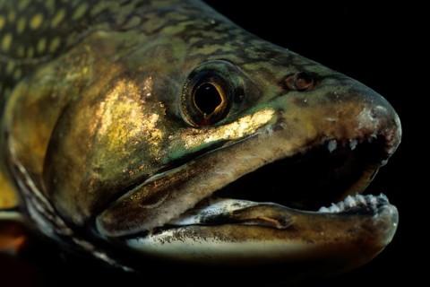 Brook Trout
