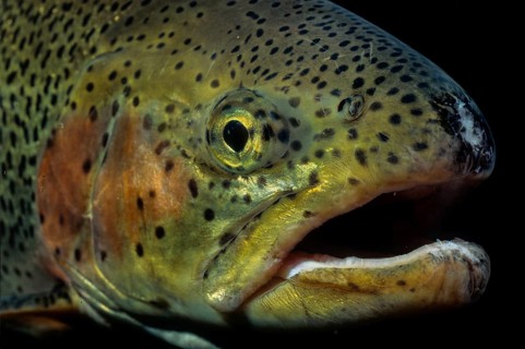 Rainbow trout