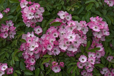 Pink flowering rose Ghislaine de Feligonde
