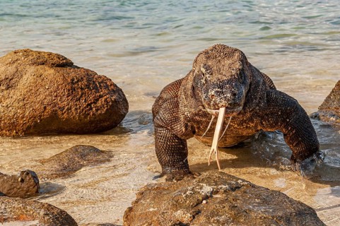 Komodo dragon