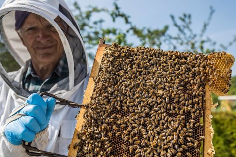 Beekeeper with protective suit controls honeyBees