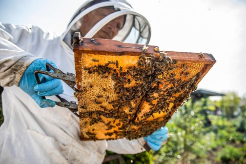 Beekeeper with protective suit checks his honeyBees