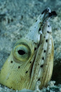Blackfin Snake Eel