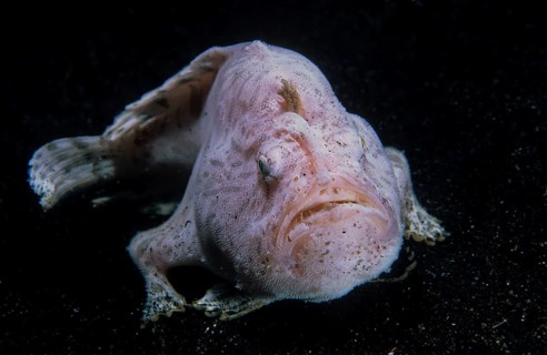 Giant frogfish