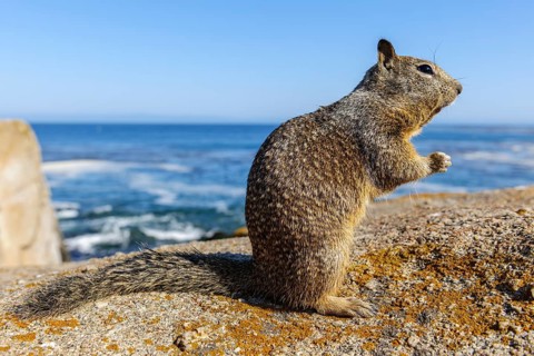 California Ground Squirrel