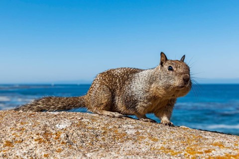 California Ground Squirrel